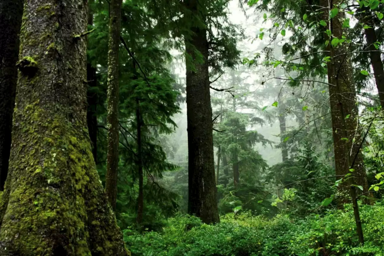 Canada signs onto global forest restoration challenge at COP15