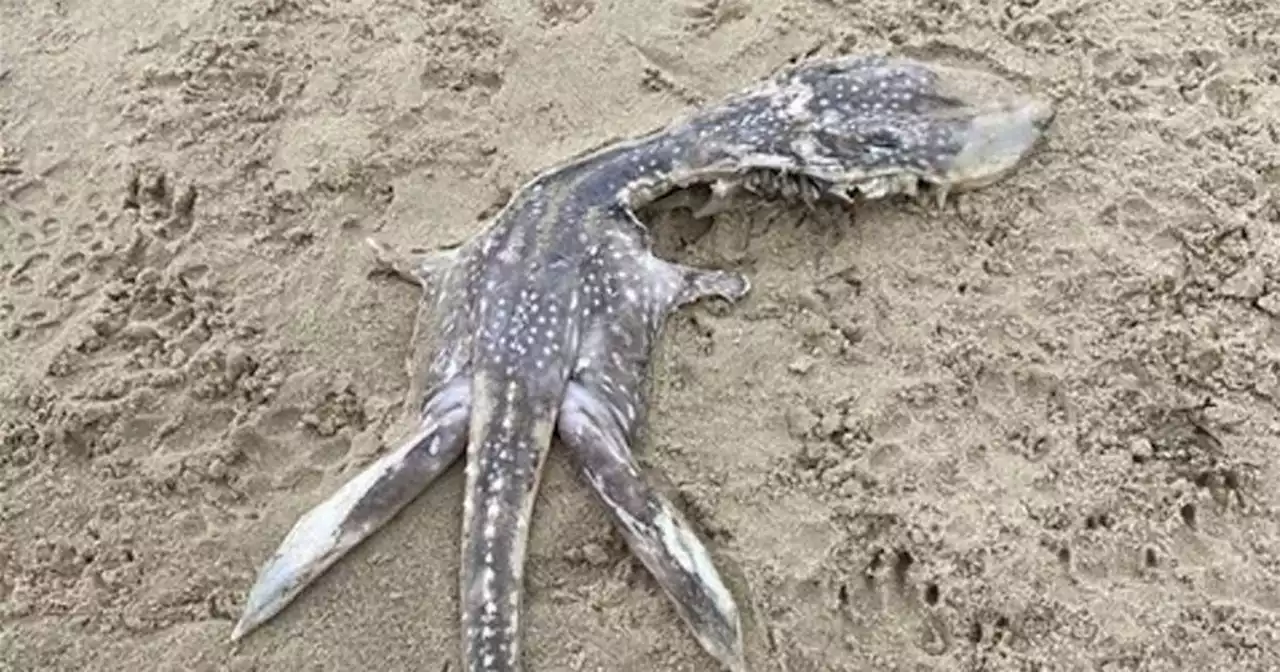 Mysterious 'baby Loch Ness Monster' found washed up on beach by walker