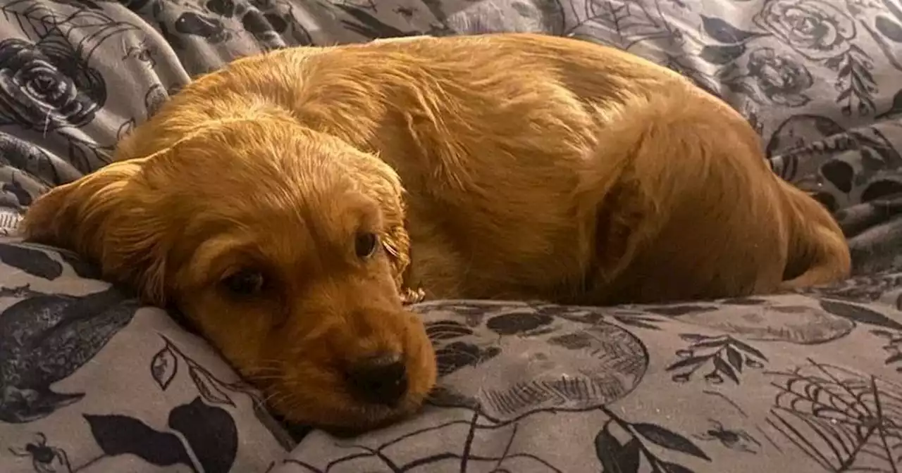 Scots family devastated as puppy dies from disease 24 hours after picking her up