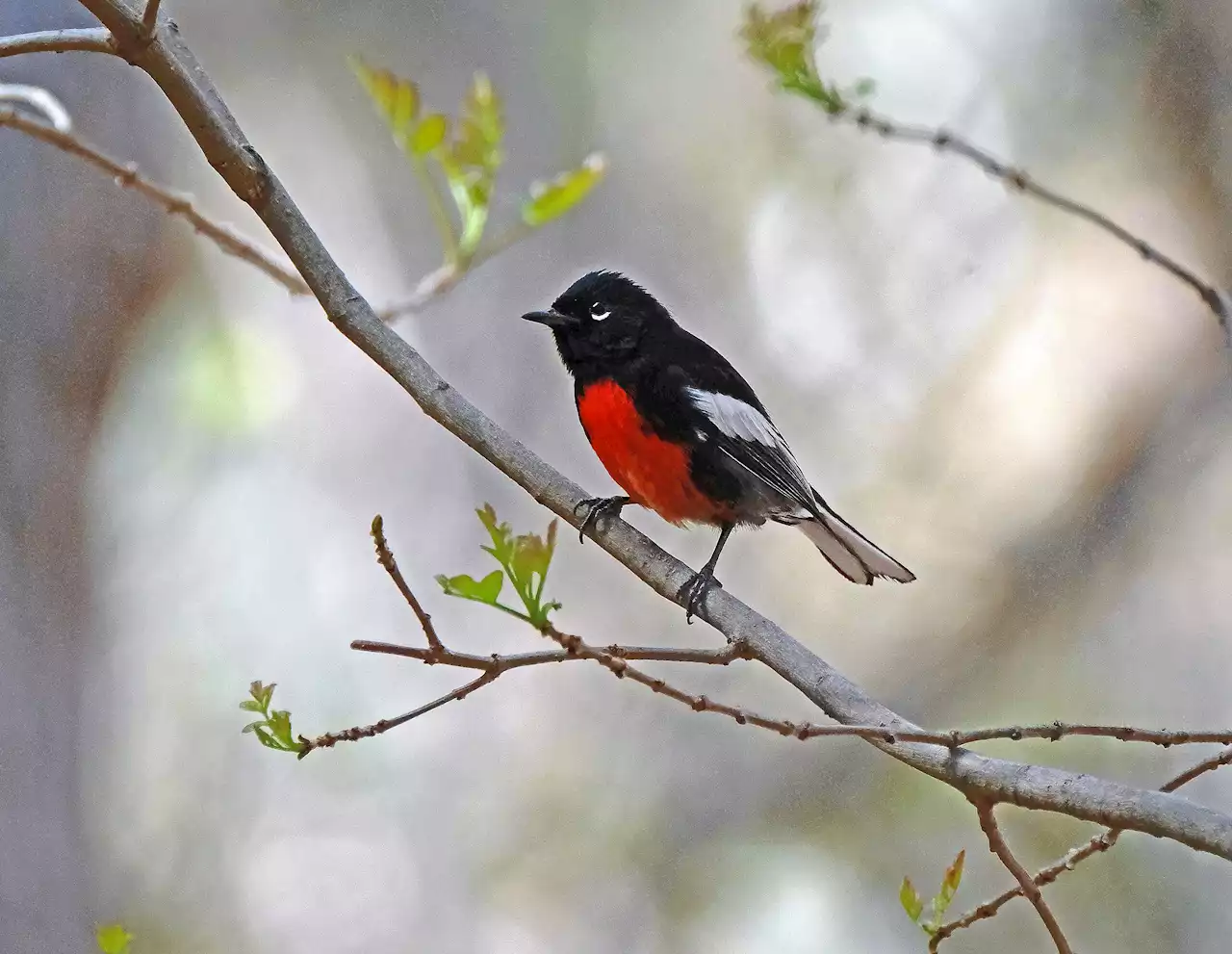 Rare sightings and other surprises captivated local bird watchers throughout the year