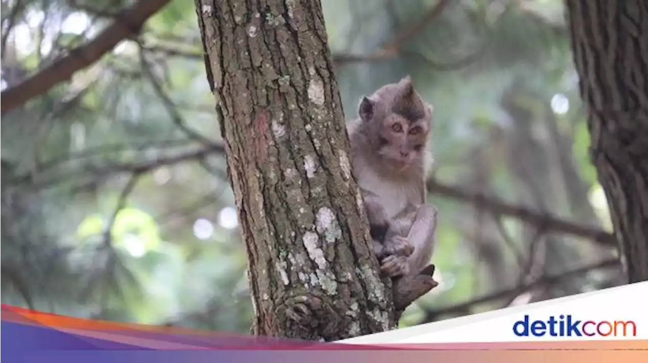 Bukan Bayi Monyet, Hewan Mati di Bogor Mini Zoo Jenis Monyet Pantai