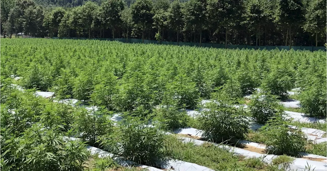 Alabama Extension hosts industrial hemp meetings statewide