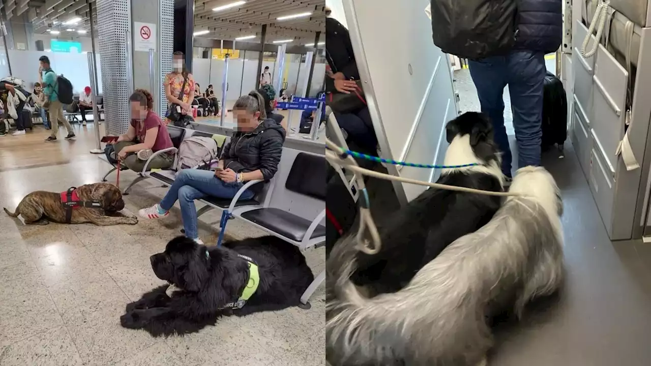 Avianca responde sobre presencia de 25 perros en cabina durante vuelo