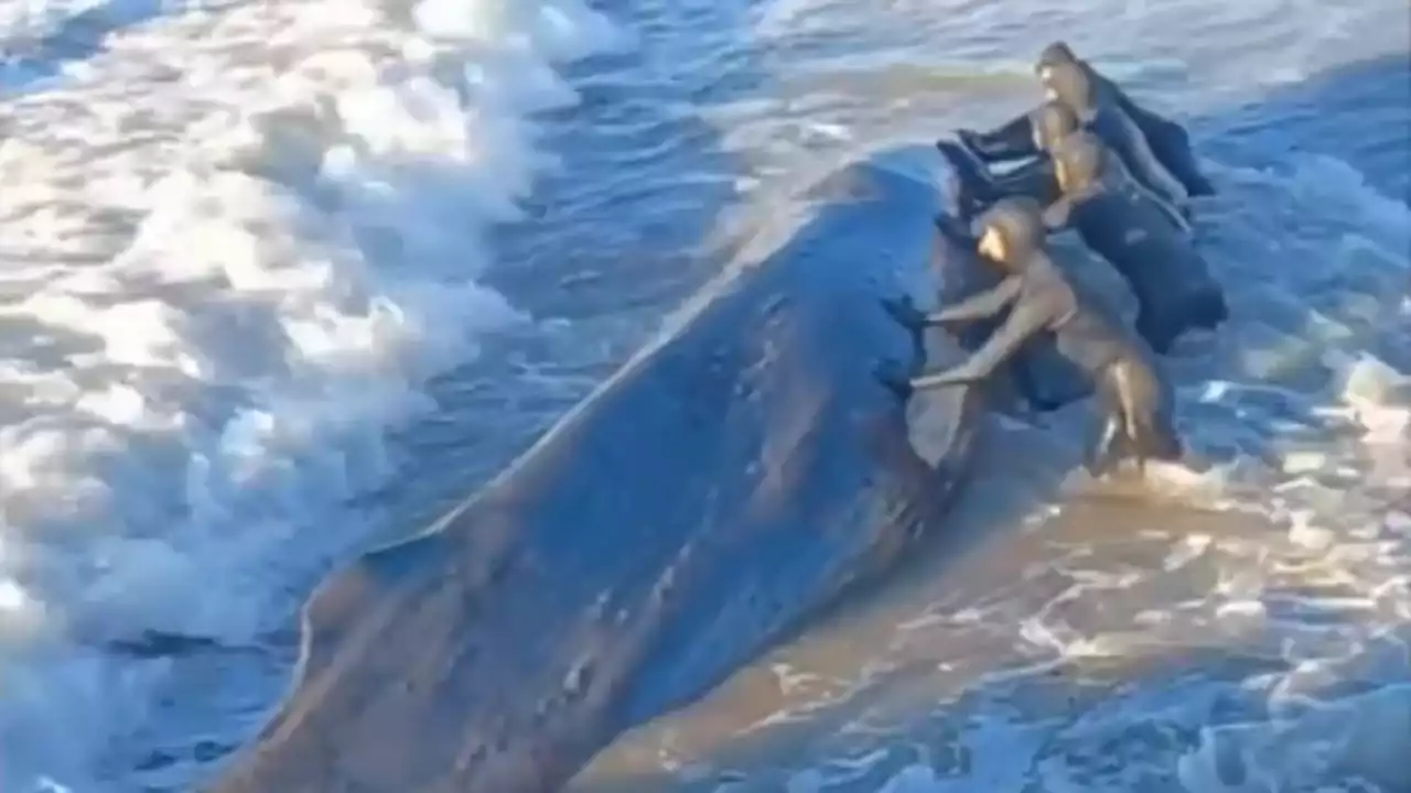 Video shows NYC surfers trying to save whale that washed up on beach