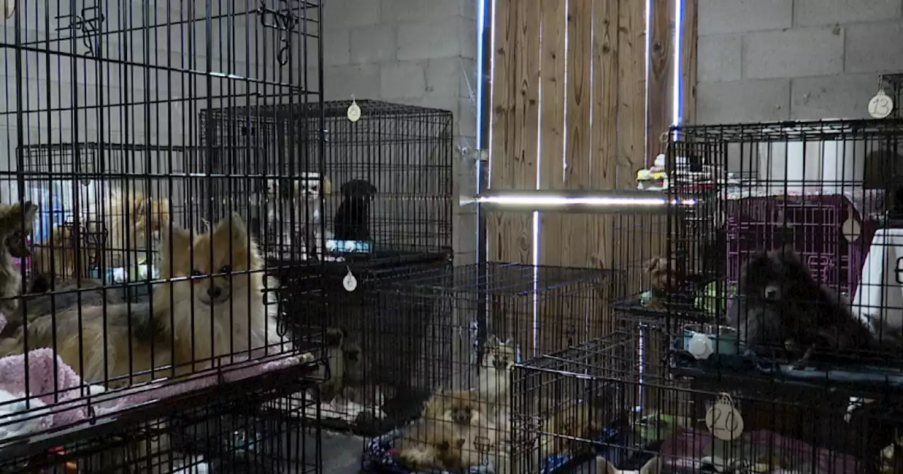 Little Lotus Rescue and Sanctuary take in 67 dogs from Cochise County breeder