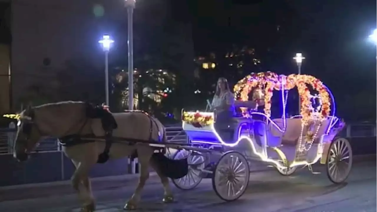 KSAT poll shows majority of people want horse-drawn carriages banned in downtown San Antonio