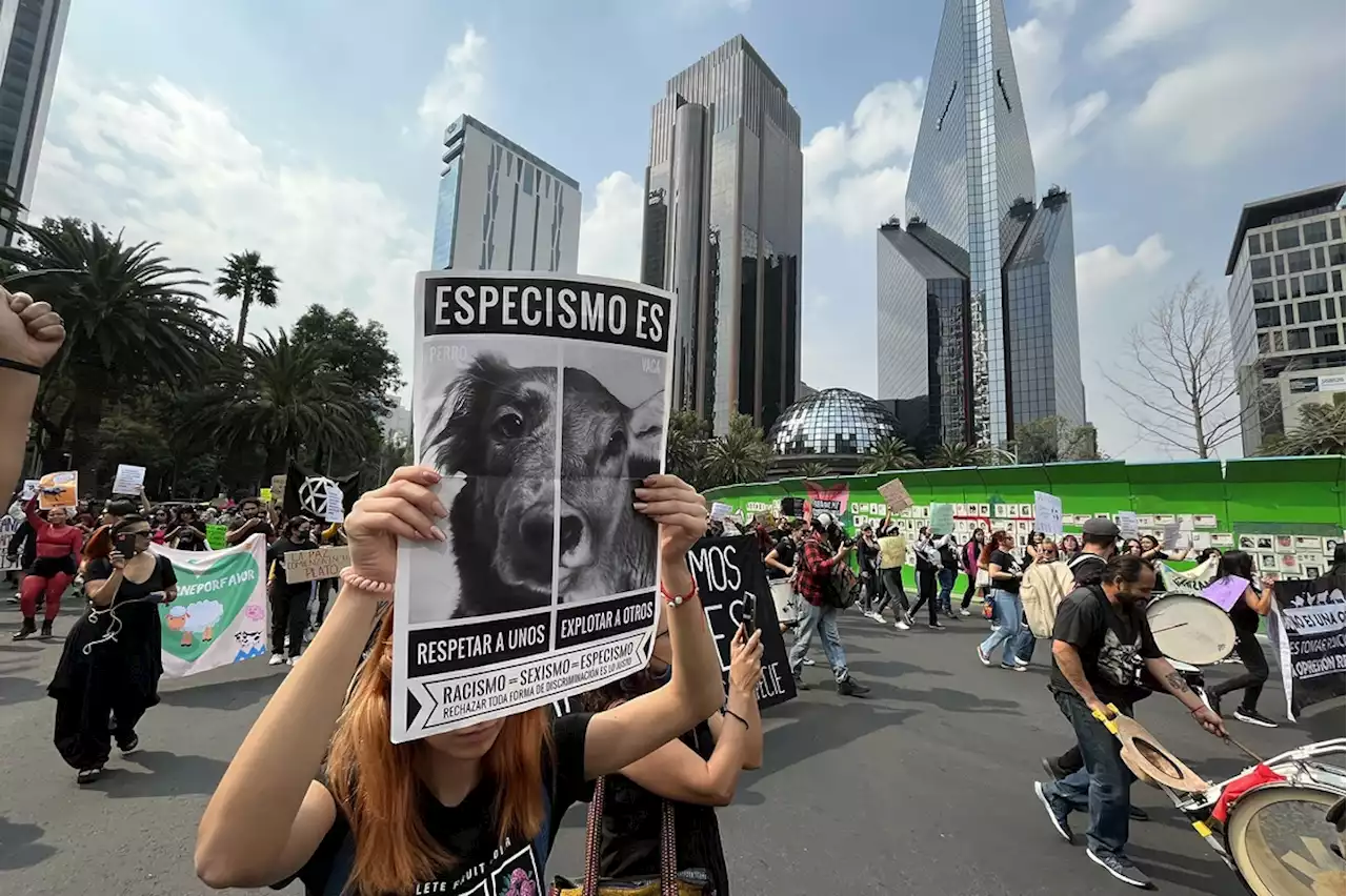 Veterinarios y comerciantes protestan contra Ley de Protección Animal