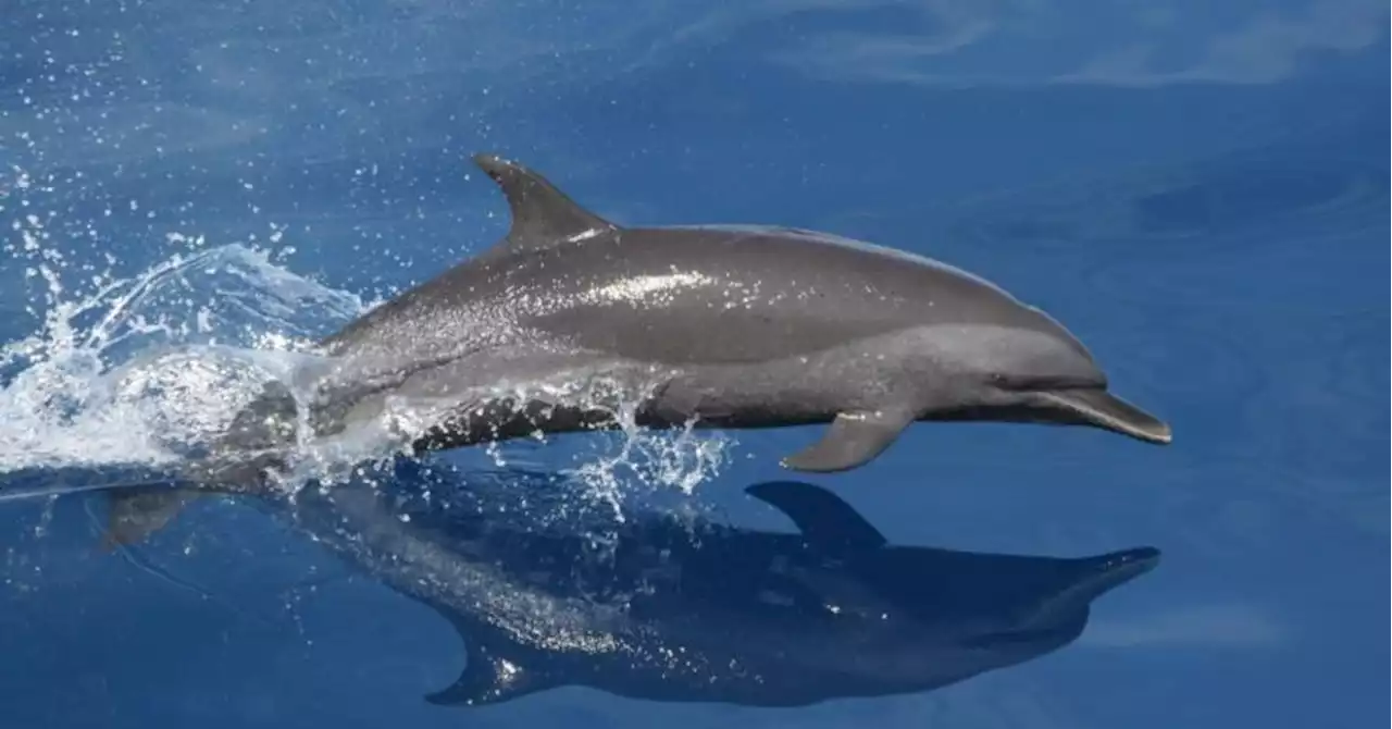 Nage avec les dauphins sur la Côte d'Azur : prison avec sursis et amendes requises