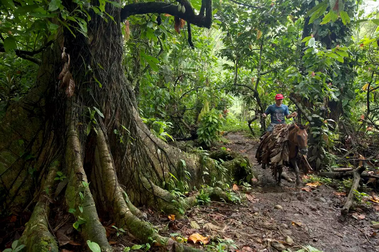 COP 15 Biodiversité : «Nous espérons que la voix des peuples autochtones sera entendue»