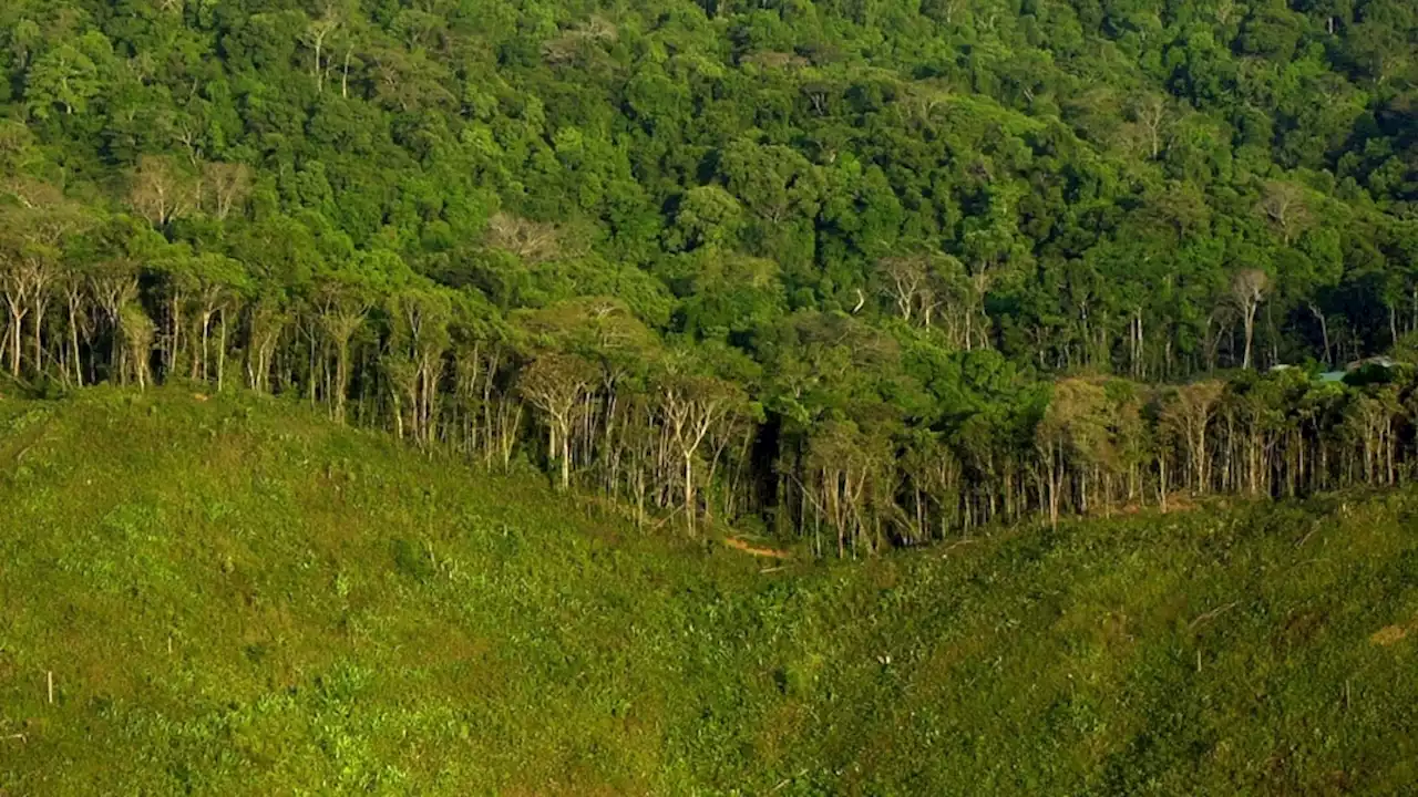 Deforestation and Its Effect on the Planet