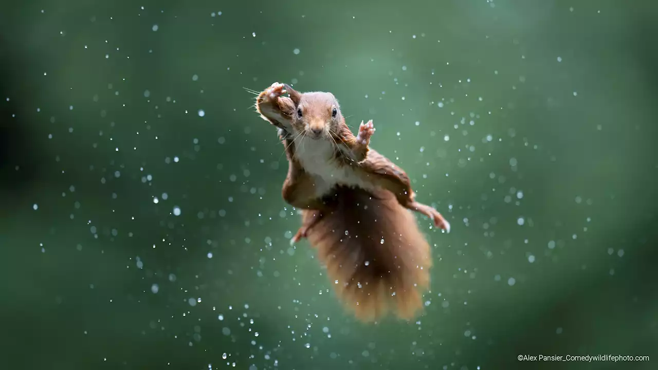 Animals, They're Just Like Us. These Award-Winning Photos Capture the Funniest Wildlife Moments of 2022