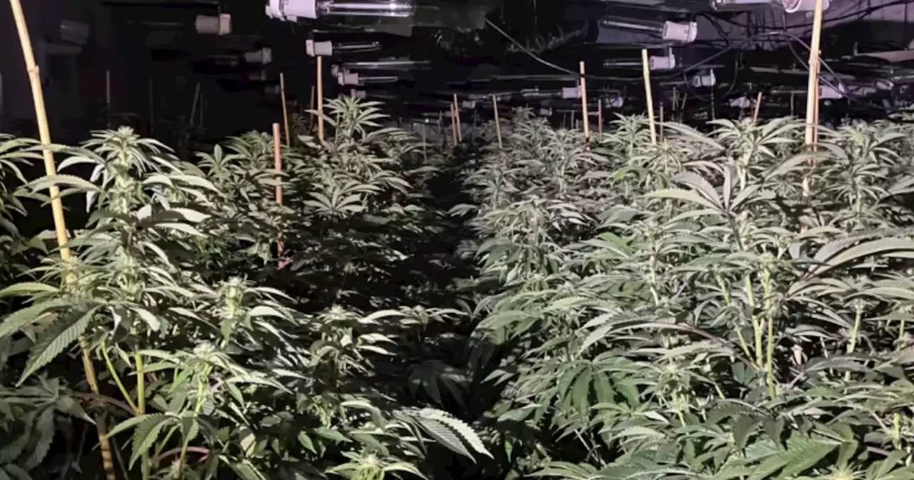 'Big business' cannabis farm with 1,000 plants found in warehouse