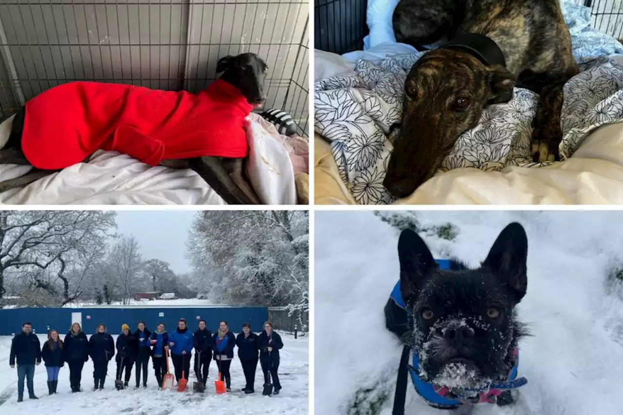 Watford shows amazing generosity after appeal to keep rescue animals warm