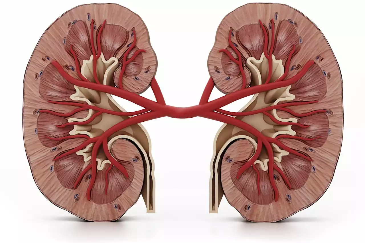 Drug Discovery: Existing Medicines May Treat a Common Kidney Disease