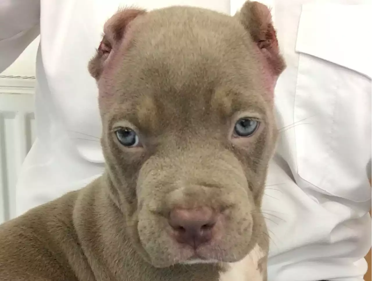 Pair who let seven-week-old puppy suffer after ear-cropping banned from keeping animals