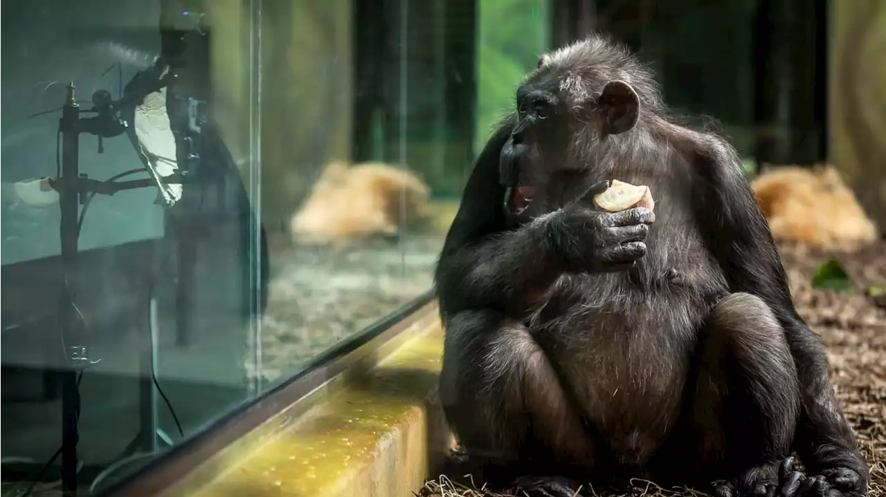 Three Chimpanzees Shot Dead After Escaping Their Zoo Enclosures