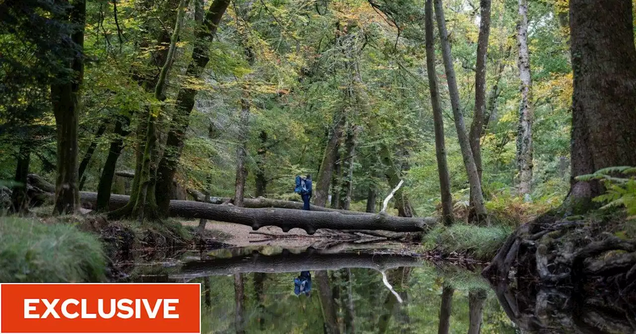 The NHS could soon be regularly prescribing gardening and walking in the woods