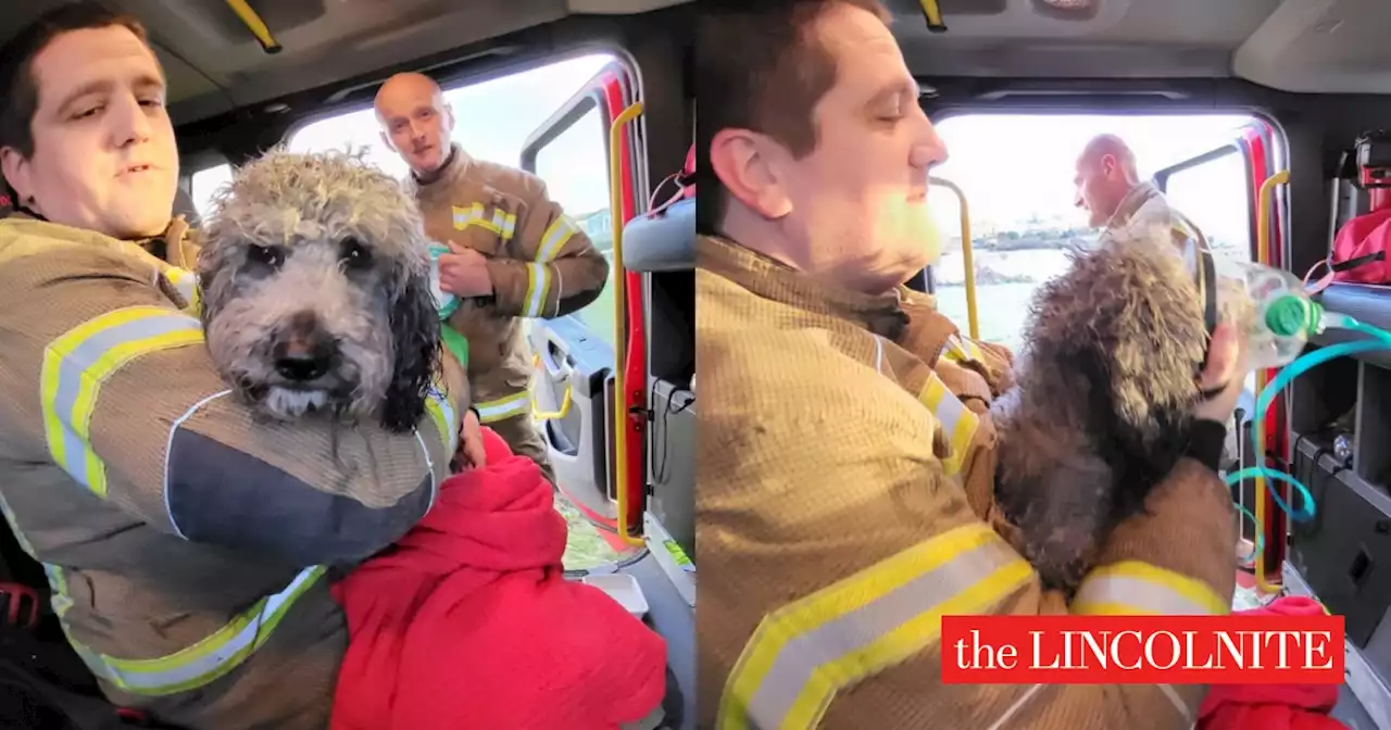 Firefighters rescue dog from icy Skegness lake