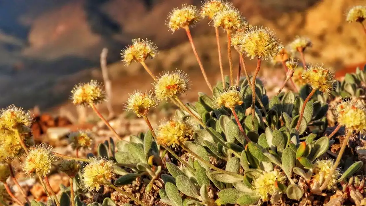 Nevada flower listed as endangered at lithium mine site