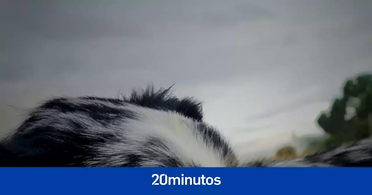 Maggie, Durin, Blues... conoce a los border collies que buscan hogar en Borders sin Fronteras