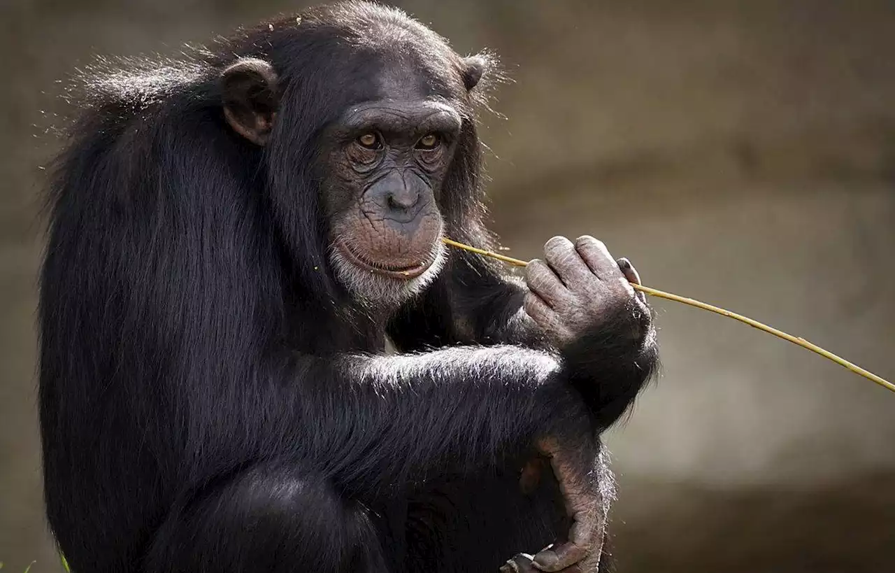 Trois chimpanzés d’un zoo s’échappent de leur enclos, ils sont abattus