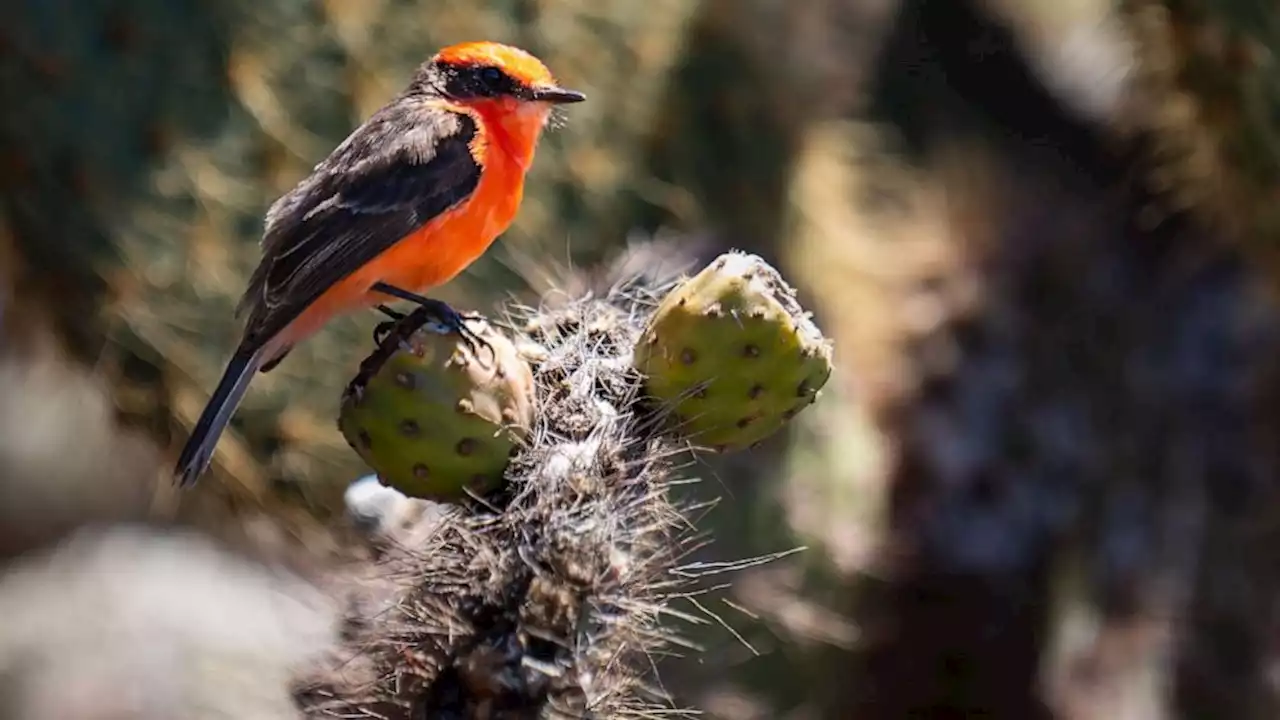 Previously extinct bird, gecko populations from the Galapagos Islands have reappeared