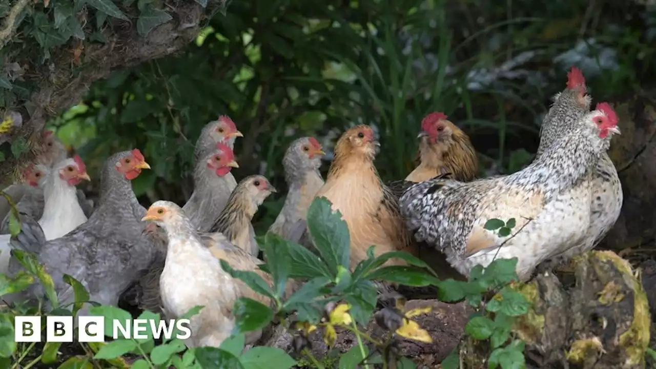 Yorkshire: Two further bird flu cases confirmed