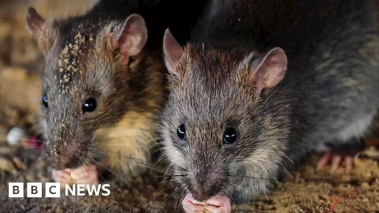 Rats force cancellation of Eirias High School Christmas concert