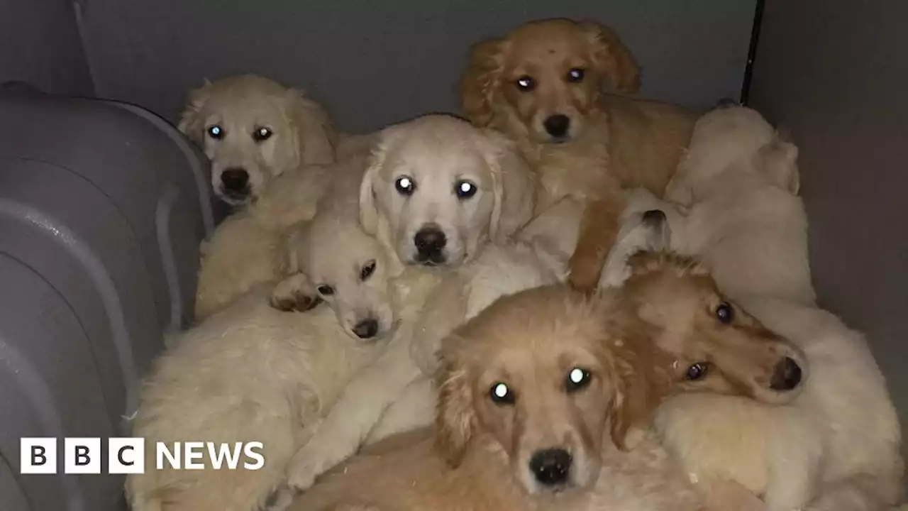 Puppies rescued at Belfast Port in illegal dog trafficking crackdown