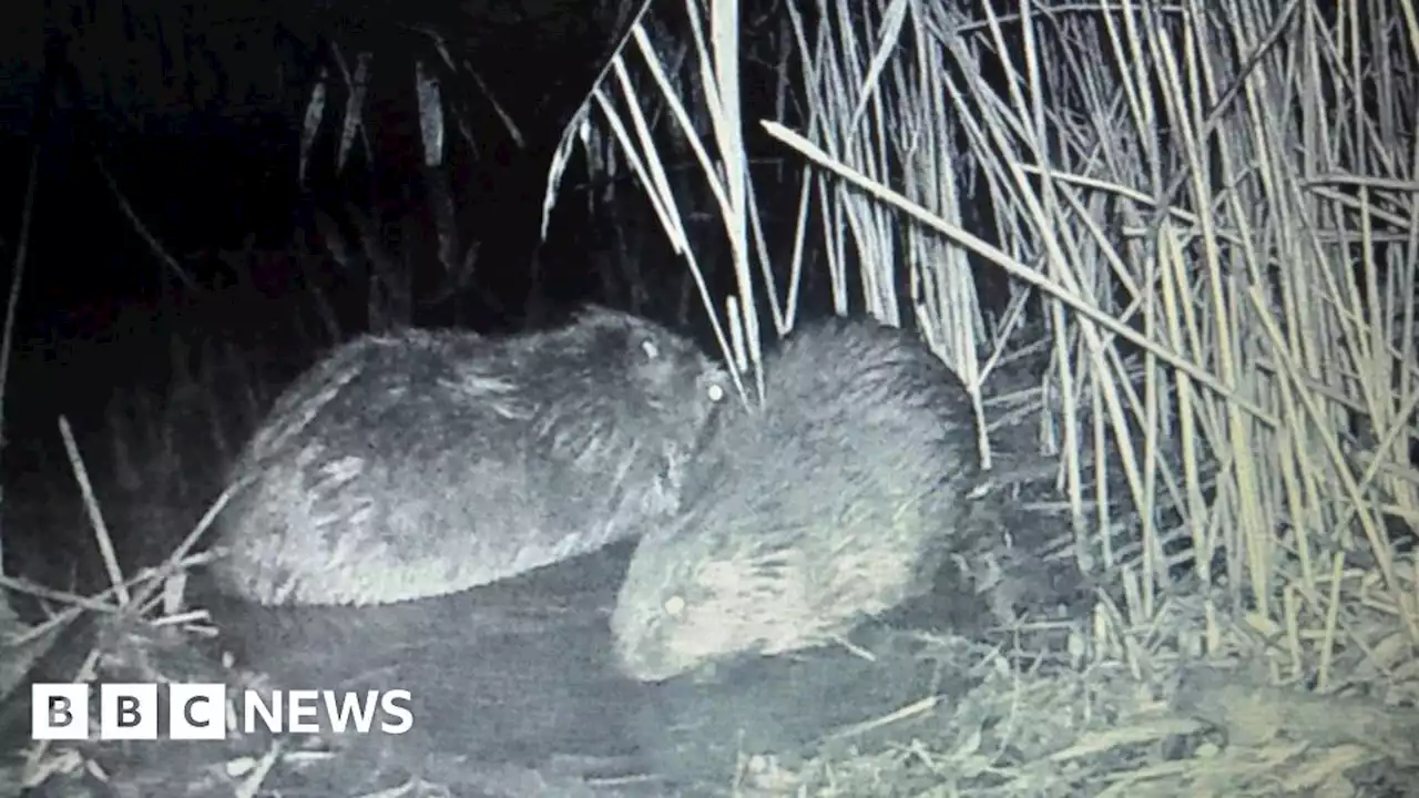 Nottinghamshire: New beavers born after reintroduction