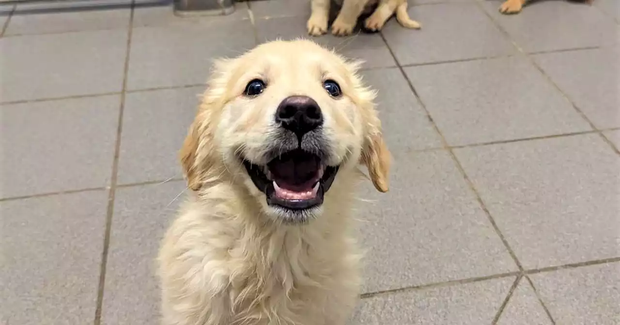 Watch: 29 seized puppies heading to foster homes for Christmas