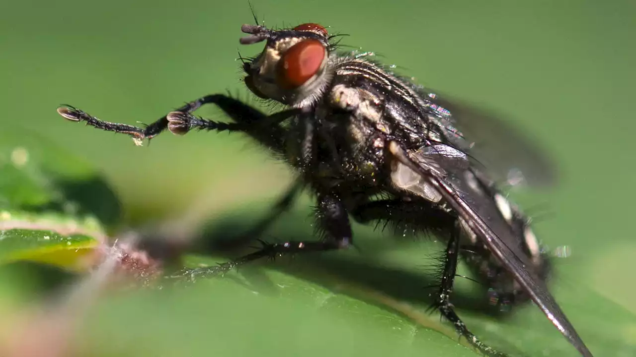 Une étude britannique alerte sur la baisse d'insectes écrasés sur les plaques d'immatriculation