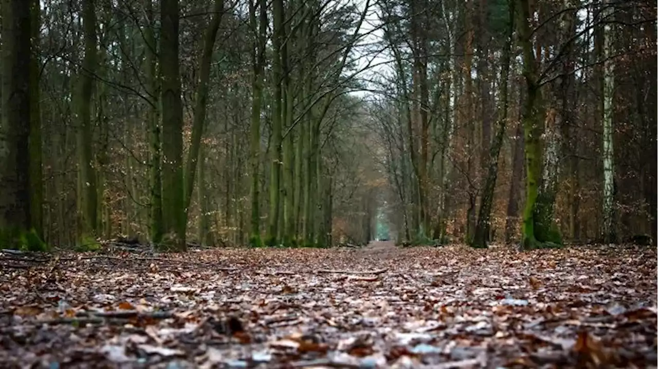 Förster auch im Berufungsprozess vom Vorwurf der fahrlässigen Tötung freigesprochen