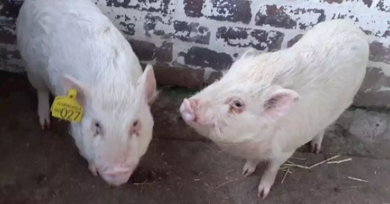 Piglets who 'hog' limelight at rescue centre need new home for Christmas