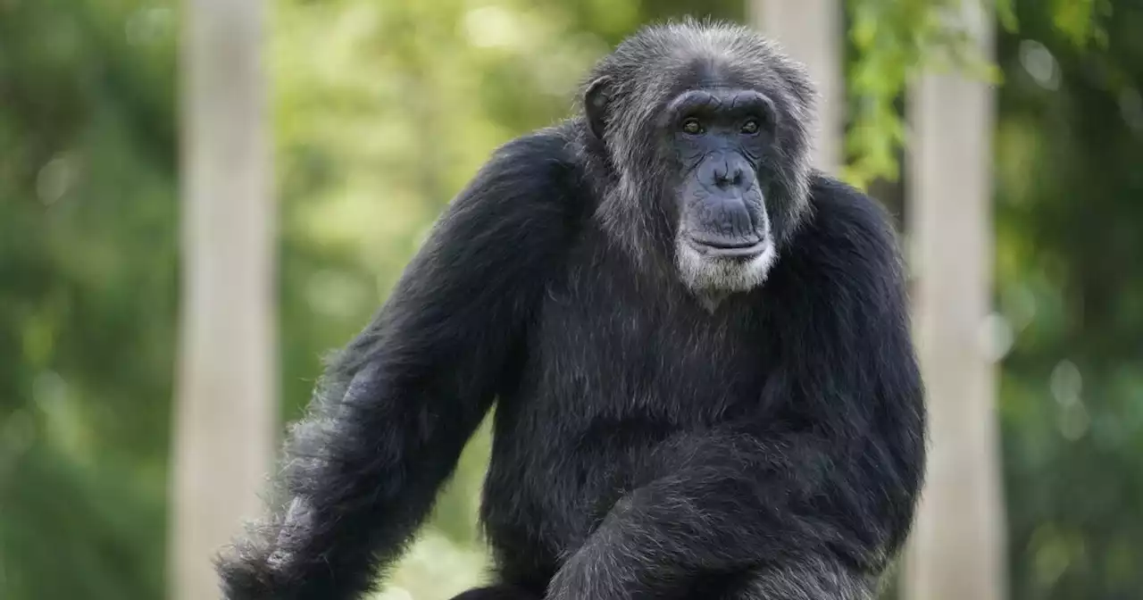 Planet of the apes: Authorities besiege chimp house in Swedish zoo after escape attempt