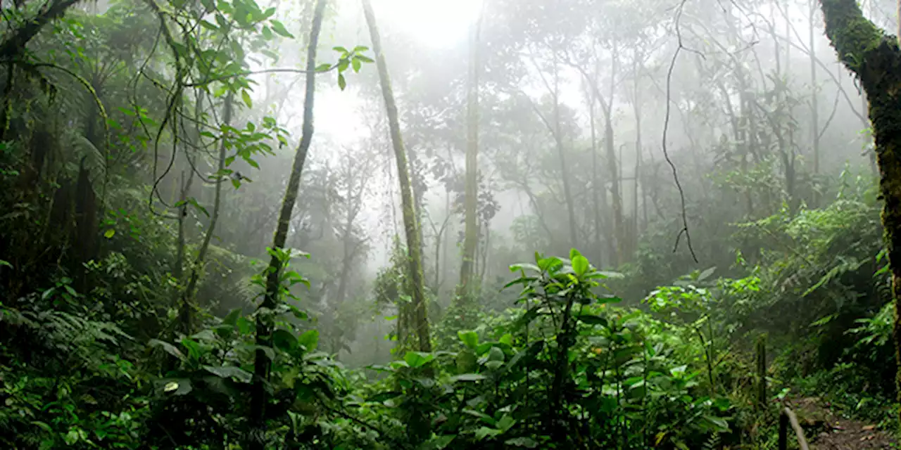 A New History For The Tropical Forests Of The Americas