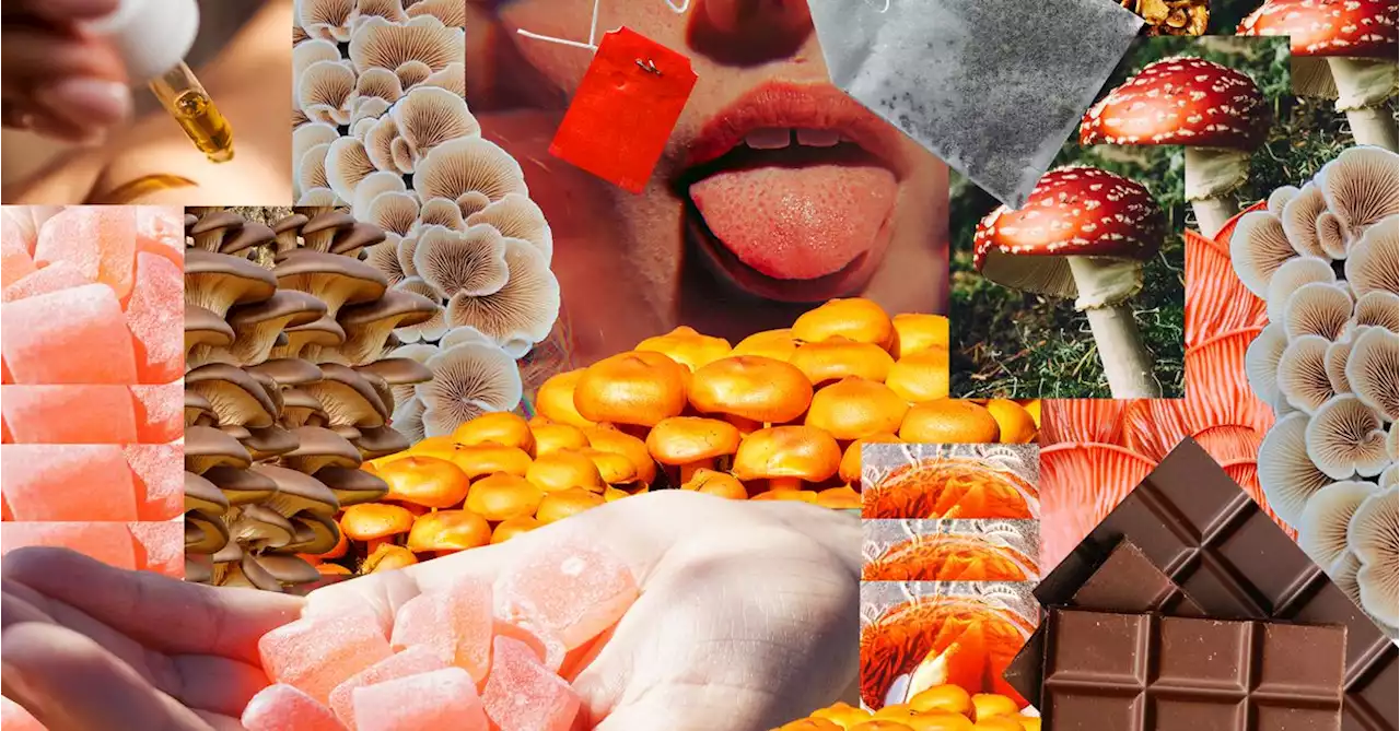 In 2022, Mushrooms Cured What Ailed Us