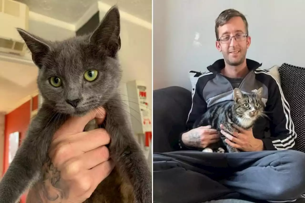 Search for missing cat after sibling found 400 miles from home in Glasgow