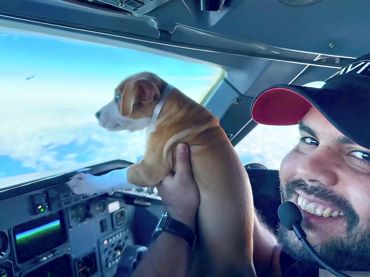 These Houston puppies caught a flight to Delaware to find homes at adoption event