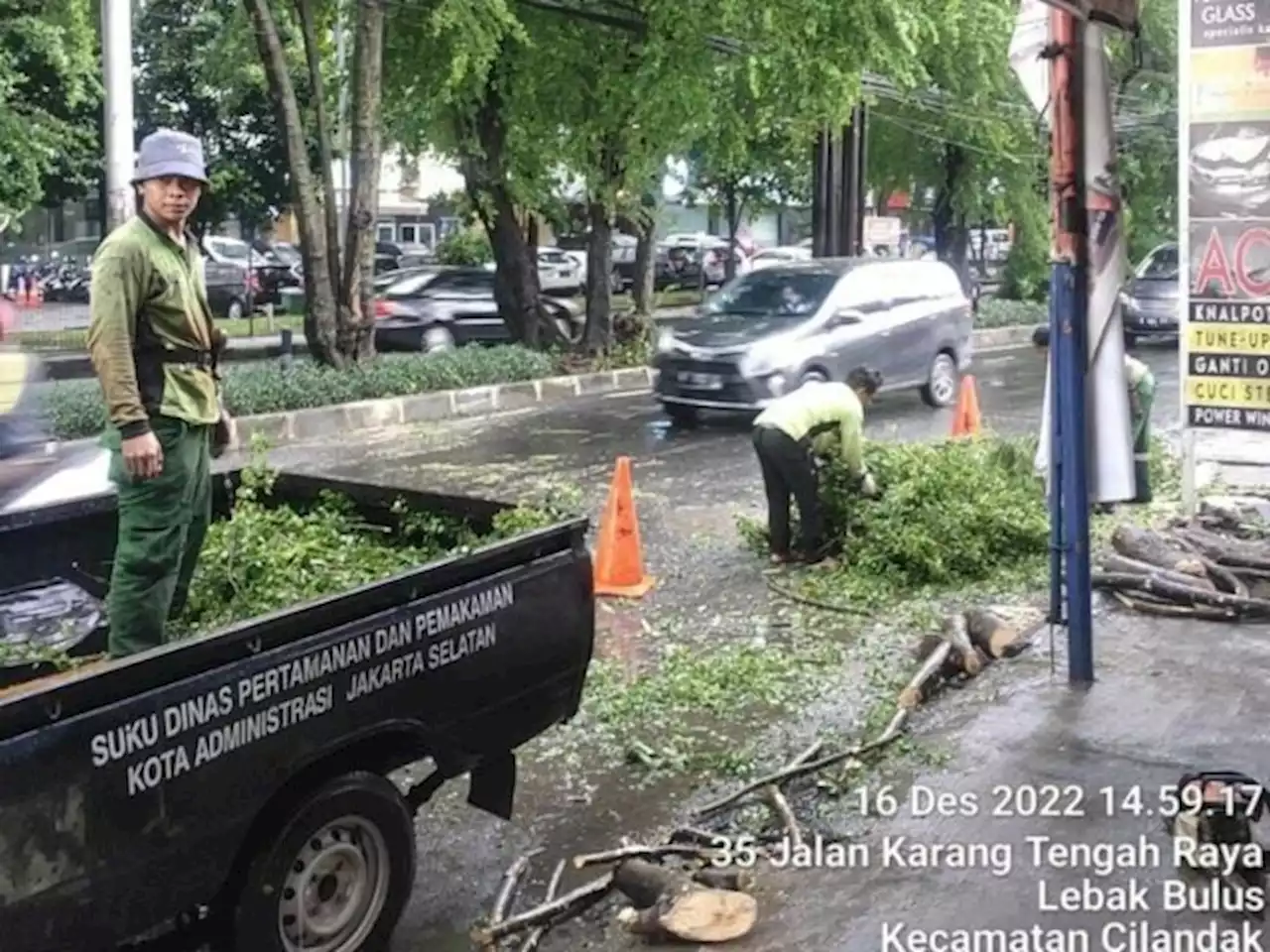 Pohon Tumbang di Lebak Bulus, Timpa Kabel PLN, Tak Ada Korban