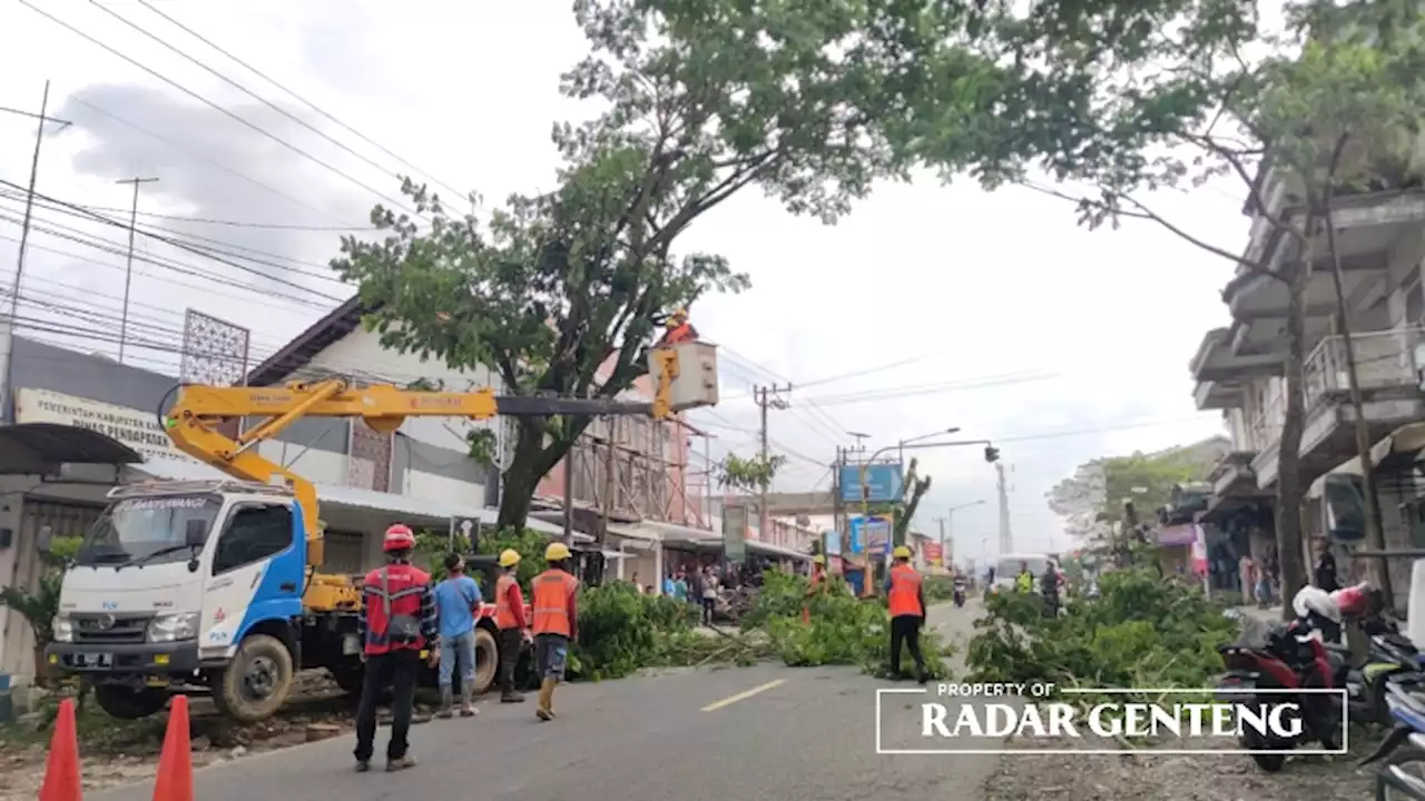 Puluhan Petugas PLN Bersihkan Ranting Pohon