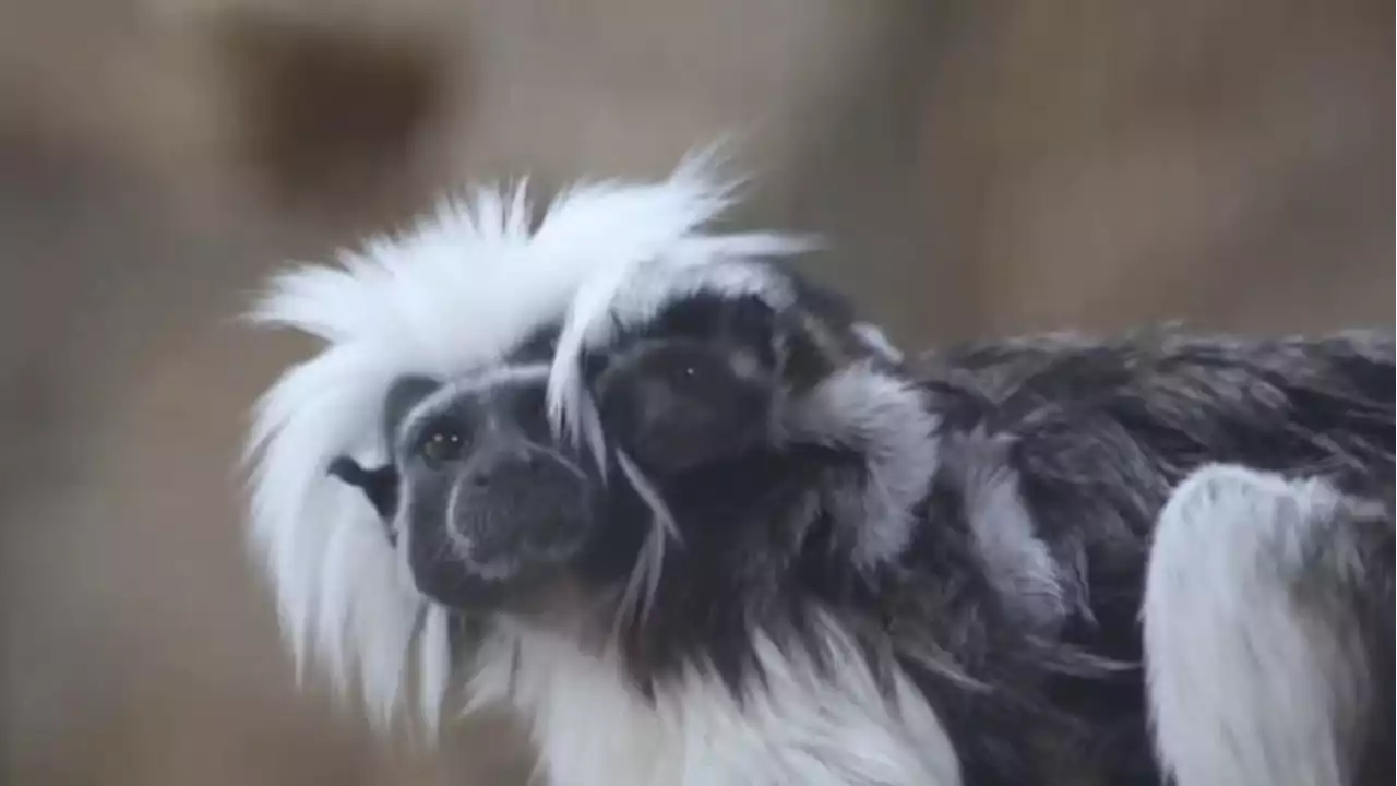 San Antonio Zoo welcomes cotton-top tamarin twins