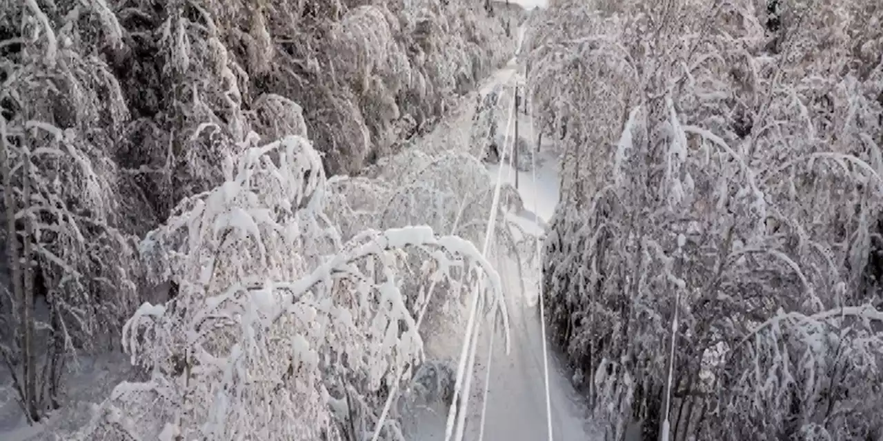 Trees with heavy snow loads cause widespread outages to GVEA members in Interior Alaska