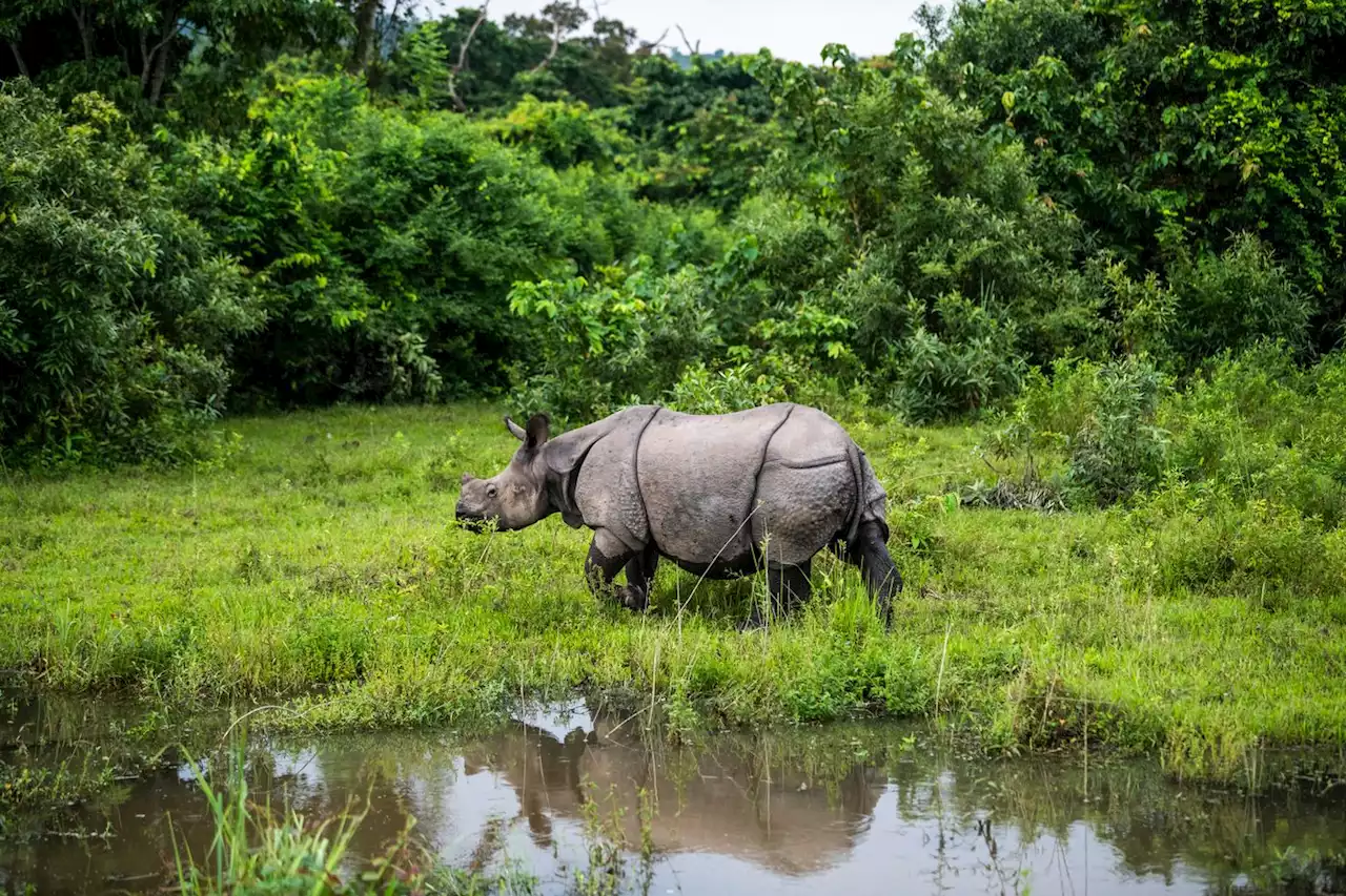 COP15 sur la biodiversité : au nord de l’Inde, le retour des rhinocéros à une corne