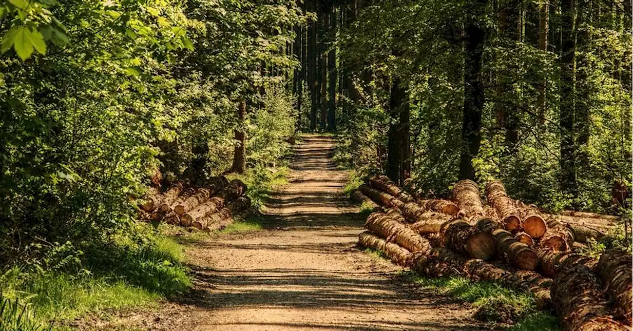 Yvelines : deux adolescents qui avaient fugué retrouvés sans vie en lisière d'une forêt