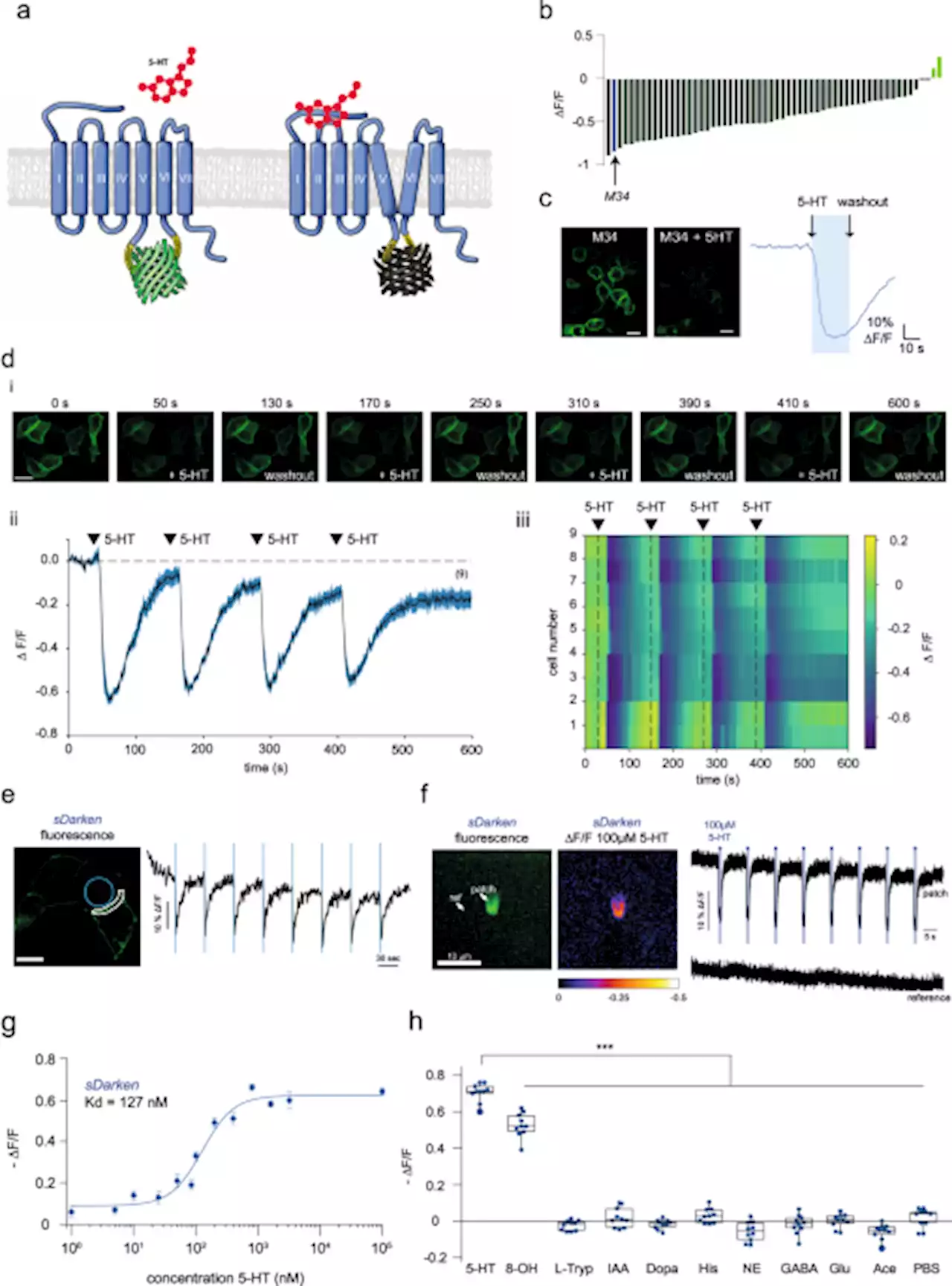 Next generation genetically encoded fluorescent sensors for serotonin - Nature Communications