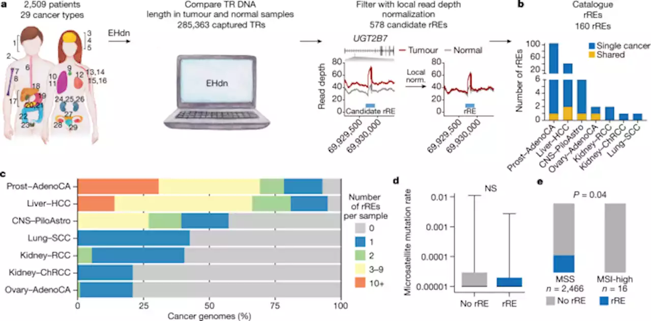 Recurrent repeat expansions in human cancer genomes - Nature