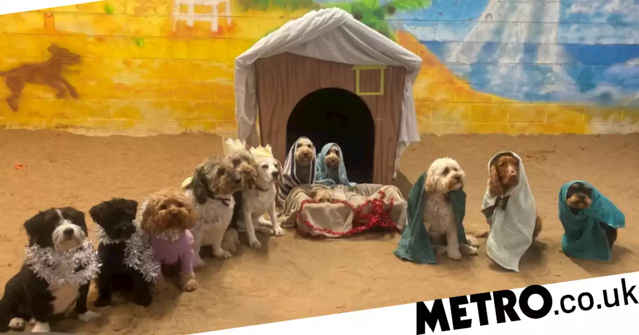 Doggy day care spends all year practising for adorable Christmas nativity photo