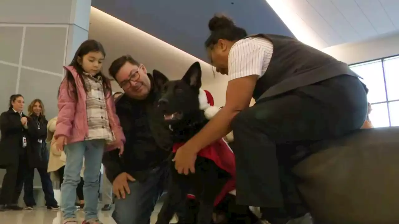 Dog Abandoned at SFO Finds New Home With United Employee