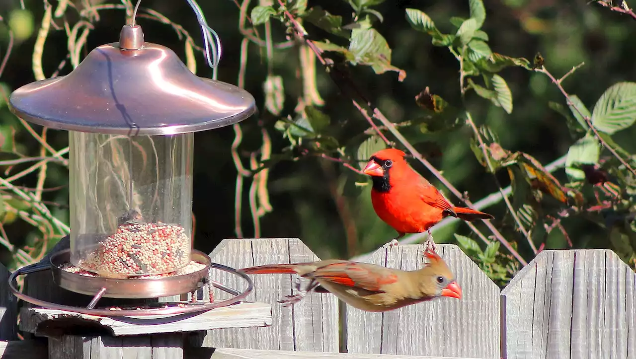 Best bird feeders of 2022